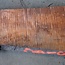 Redwood Maser, ca. 1450 x 410 x 45 mm, 60800