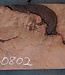 Redwood burl, approx. 1250 x 520 x 70 mm, 60802
