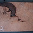 Redwood burl, approx. 1250 x 520 x 70 mm, 60802