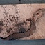 Redwood burl, approx. 1250 x 520 x 70 mm, 60802