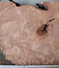 Redwood burl, approx. 1200 x 520 x 52 mm, 60822