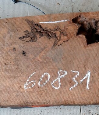 Redwood burl, approx. 1200 x 340 x 50 mm, 60831