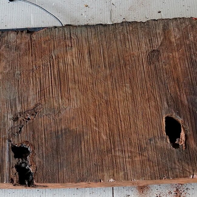 Redwood burl, approx. 1200 x 340 x 50 mm, 60831