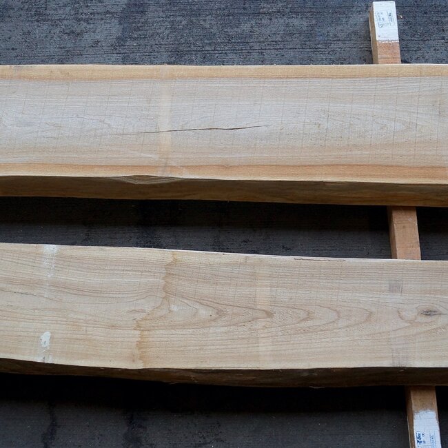 Dutch elm lumber, kiln dried