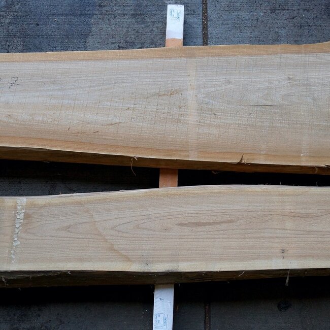 Dutch elm lumber, kiln dried
