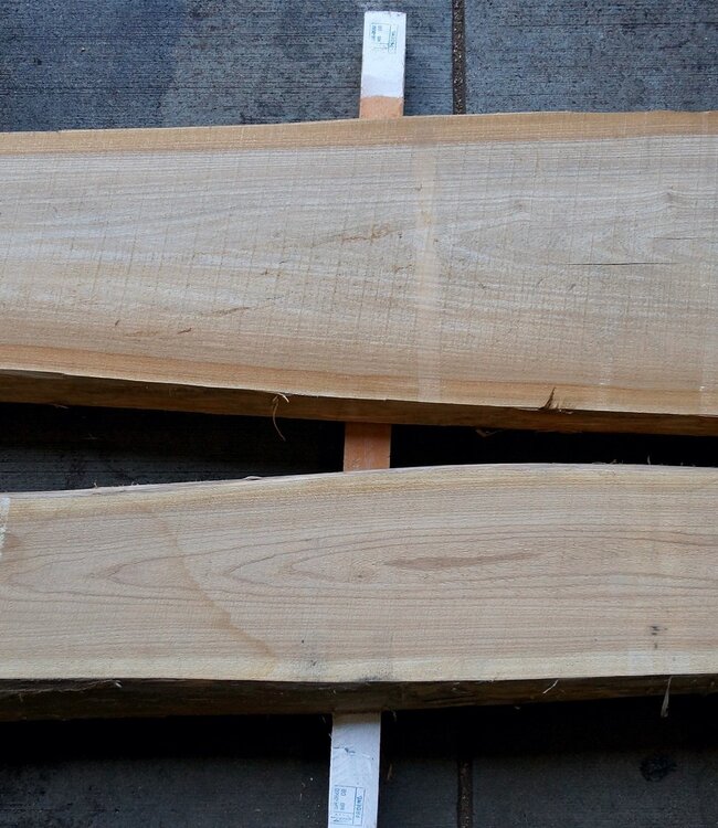 Dutch elm lumber, kiln dried