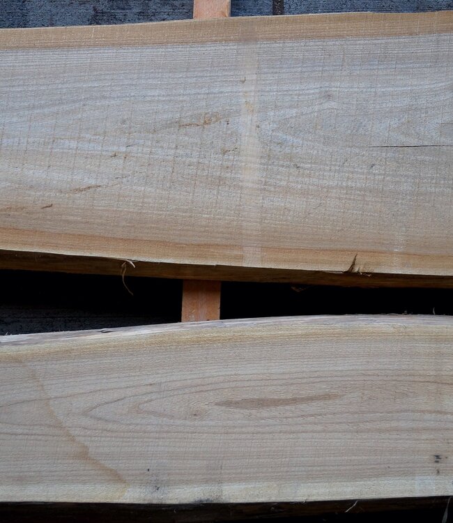 Dutch elm lumber, kiln dried