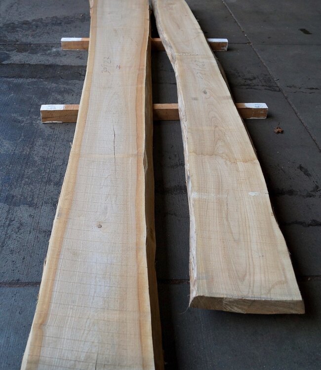Dutch elm lumber, kiln dried