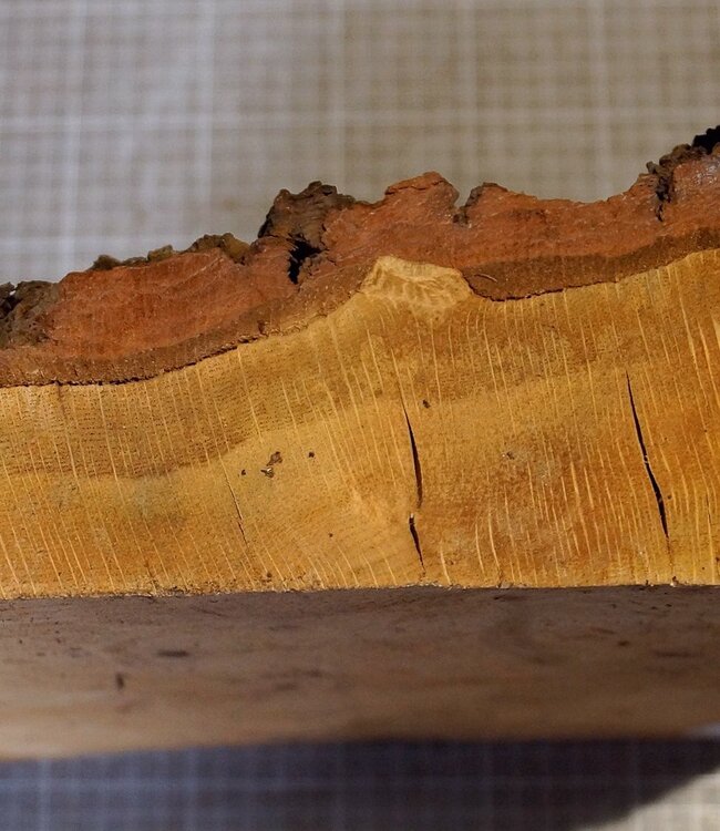 Oak burl, approx. 290 x 260 x 40 mm, 2,9 kg