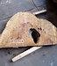 Laurel Burl, table top, approx. 1240 x 790 x 65 mm, 12320