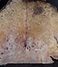 Laurel Burl, table top, approx. 1050 x 670 x 65 mm, 12330