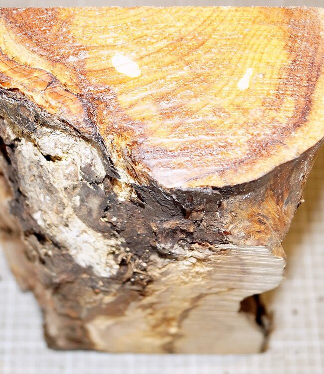 Yew approx. 350 x 150 x 85 mm, 2,6 kg