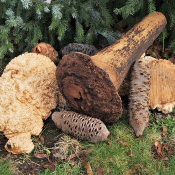 Deko- & Trockenfrüchte