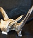 Mopane root - sculpture, approx. 70 x 55 x 30 cm, 91506