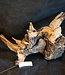 Mopane root - sculpture, approx. 70 x 55 x 30 cm, 91506
