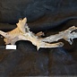 Mopane root - sculpture, approx. 85 x 30 x 30 cm, 91507