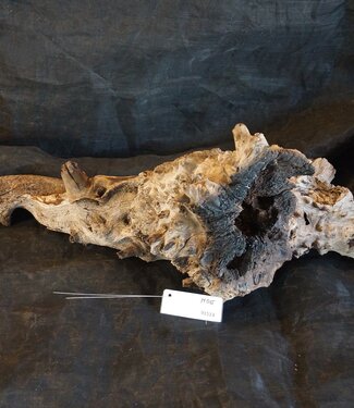 Mopane root - sculpture, approx. 70 x 45 x 30 cm, 91513