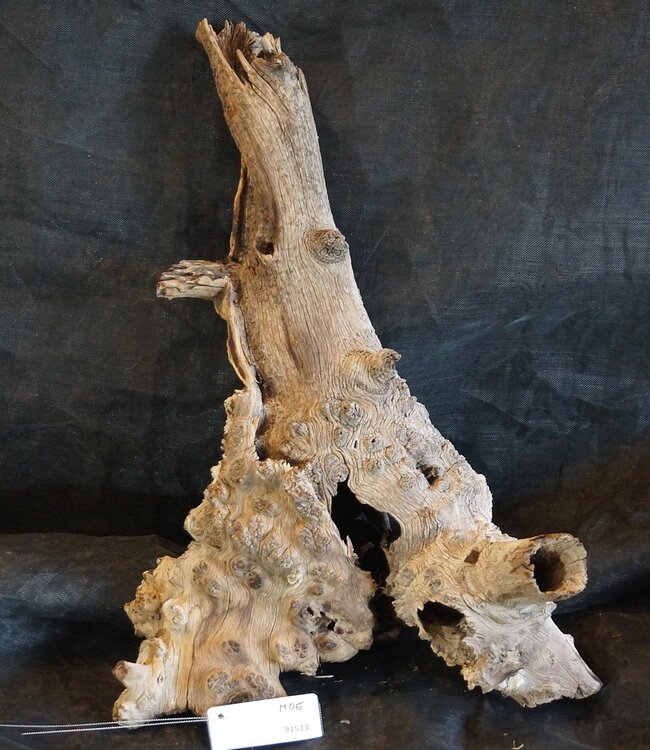Mopane root - sculpture, approx. 70 x 45 x 30 cm, 91513