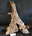 Mopane root - sculpture, approx. 70 x 45 x 30 cm, 91513
