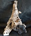 Mopane root - sculpture, approx. 70 x 45 x 30 cm, 91513