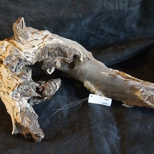 Mopane root - sculpture, approx. 80 x 50 x 30 cm, 91517