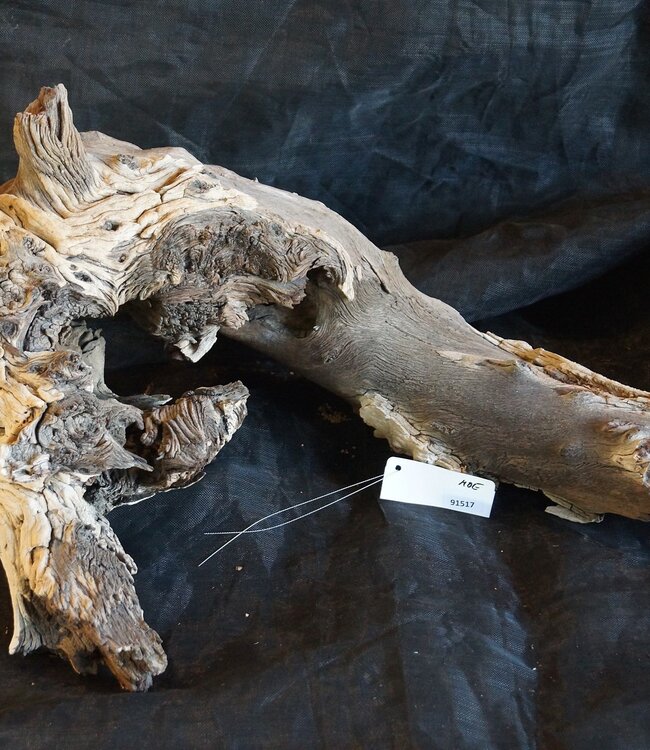 Mopane root - sculpture, approx. 80 x 50 x 30 cm, 91517