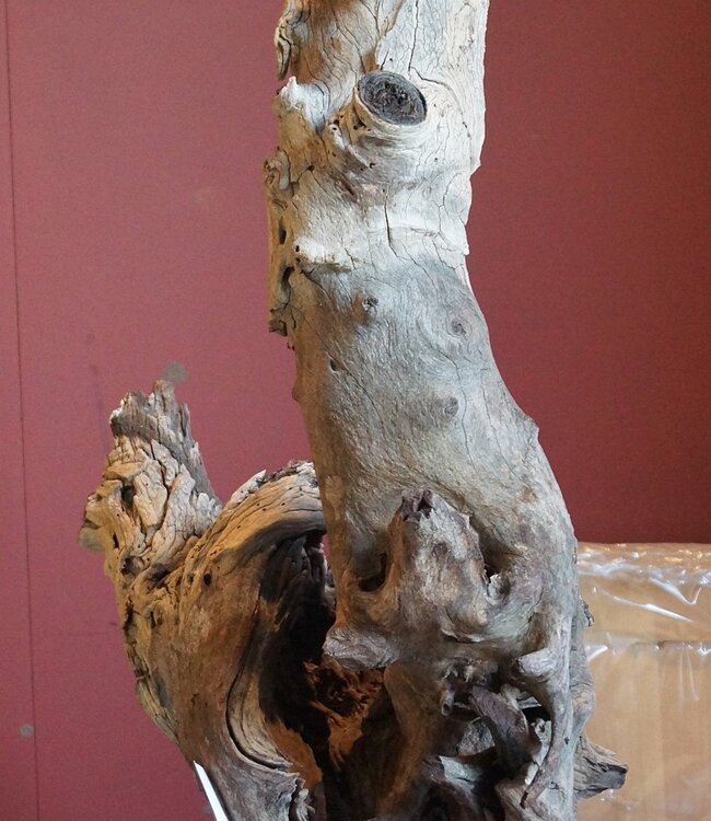 Mopane root - sculpture, approx. 80 x 50 x 30 cm, 91517