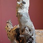 Mopane root - sculpture, approx. 80 x 50 x 30 cm, 91517