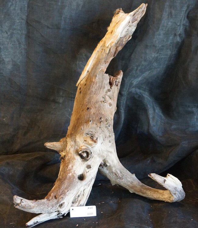 Mopane Wurzel - Skulptur, ca. 90 x 50 x 35 cm, 91522