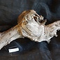 Mopane root - sculpture, approx. 90 x 50 x 45 cm, 91525