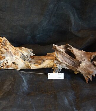Mopane root - sculpture, approx. 70 x 25 x 20 cm, 91529