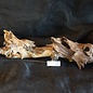 Mopane root - sculpture, approx. 70 x 25 x 20 cm, 91529