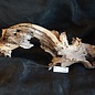 Mopane root - sculpture, approx. 70 x 25 x 20 cm, 91529