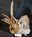 Mopane root - sculpture, approx. 50 x 30 x 30 cm, 91530