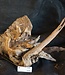 Mopane root - sculpture, approx. 50 x 30 x 30 cm, 91530