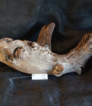 Mopane Wurzel - Skulptur, ca. 95 x 45 x 30 cm, 91532