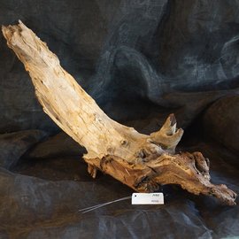 Mopane root - sculpture, approx. 100 x 35 x 20 cm, 91533