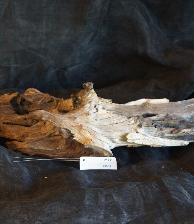 Mopane Wurzel - Skulptur, ca. 100 x 35 x 20 cm, 91533