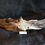Mopane root - sculpture, approx. 100 x 35 x 20 cm, 91533