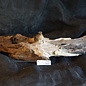 Mopane root - sculpture, approx. 100 x 35 x 20 cm, 91533