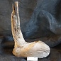 Mopane root - sculpture, approx. 55 x 35 x 20 cm, 91521