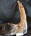 Mopane Wurzel - Skulptur, ca. 55 x 35 x 20 cm, 91521