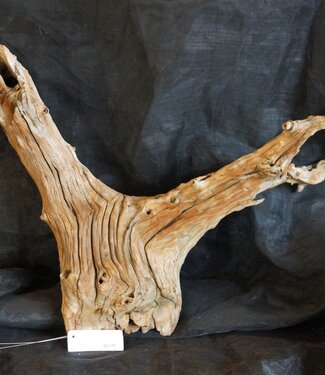 Mopane root - sculpture, approx. 60 x 58 x 27 cm, 91539