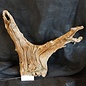 Mopane root - sculpture, approx. 60 x 58 x 27 cm, 91539