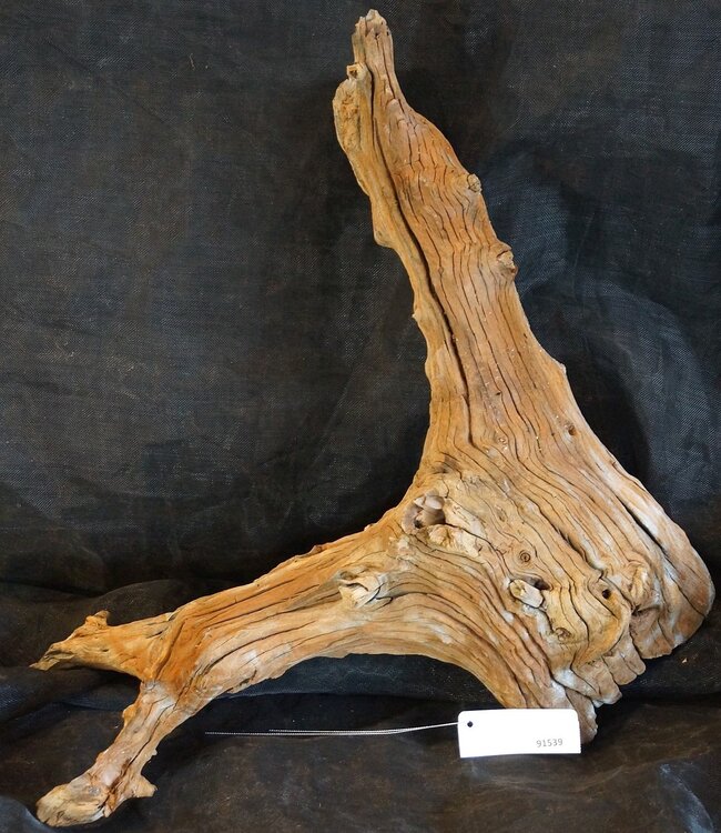 Mopane Wurzel - Skulptur, ca. 60 x 58 x 27 cm, 91539