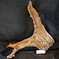 Mopane root - sculpture, approx. 60 x 58 x 27 cm, 91539