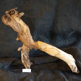 Mopane root - sculpture, approx. 100 x 50 x 27 cm, 91541