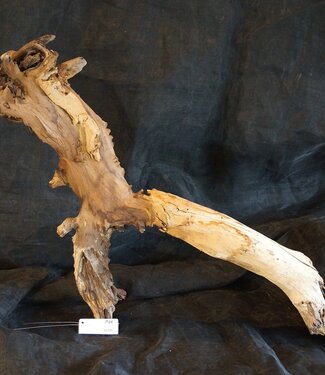 Mopane Wurzel - Skulptur, ca. 100 x 50 x 27 cm, 91541