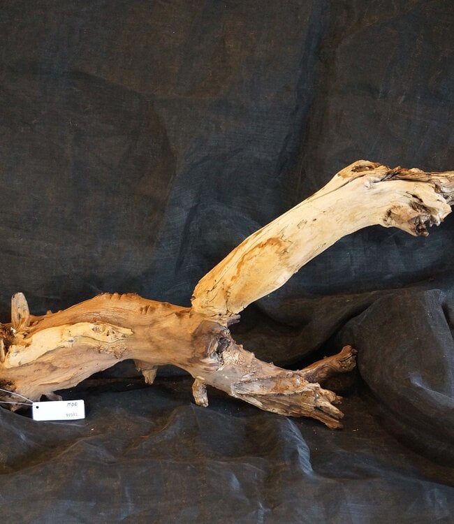 Mopane root - sculpture, approx. 100 x 50 x 27 cm, 91541