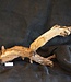 Mopane root - sculpture, approx. 100 x 50 x 27 cm, 91541